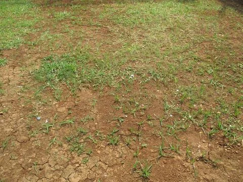 Patchy green grass growing on dry, cracked brown soil outdoors, showing spa.. Stock Photos