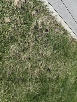 Patchy Green Lawn Grass Stock-Fotos
