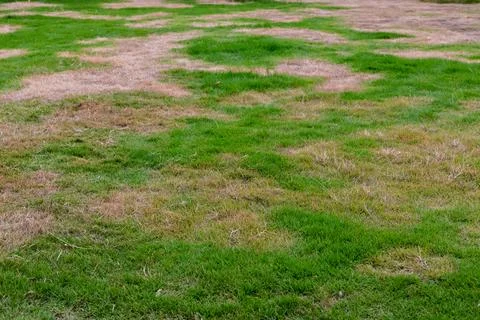 Patchy Lawn with Dry Brown Grass and Green Growth in Summer Heat Foto stock