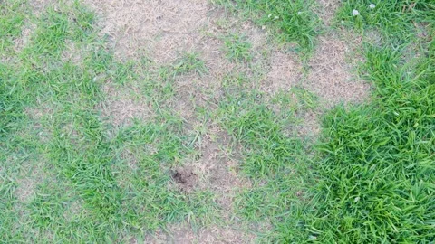 Patchy lawn with dry central area surrounded by green grass. Garden maintenance Stock Footage 333142909