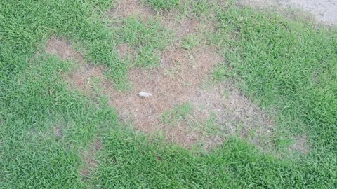 Patchy lawn with dry central area surrounded by green grass. Overhead garden Stock Footage 333214840