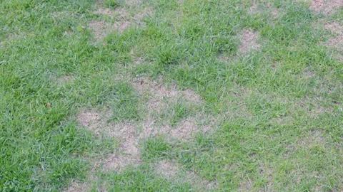 Patchy lawn with dry spots scattered across green grass. Garden maintenance Stock Footage 333142166