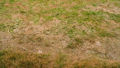 Patchy lawn with dry yellow grass and green shoots top view. Close-up texture of Stock Footage 343239660