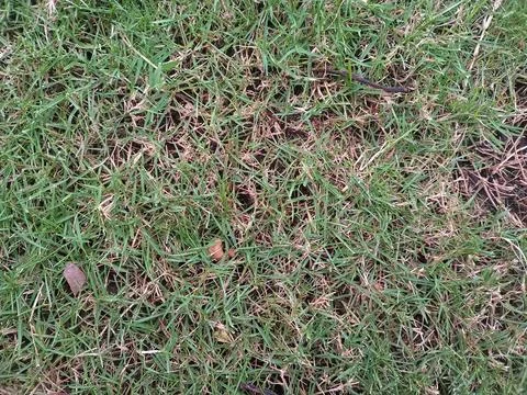 Patchy lawn grass with brown dry spots and thin turf, close up ground textu.. Foto stock