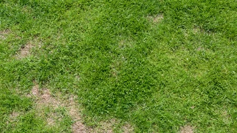 Patchy lawn grass texture top view for landscaping background with damaged turf Stock Footage 333647279