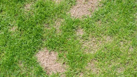 Patchy lawn grass texture top view for landscaping background with damaged turf Stock Footage 333647284
