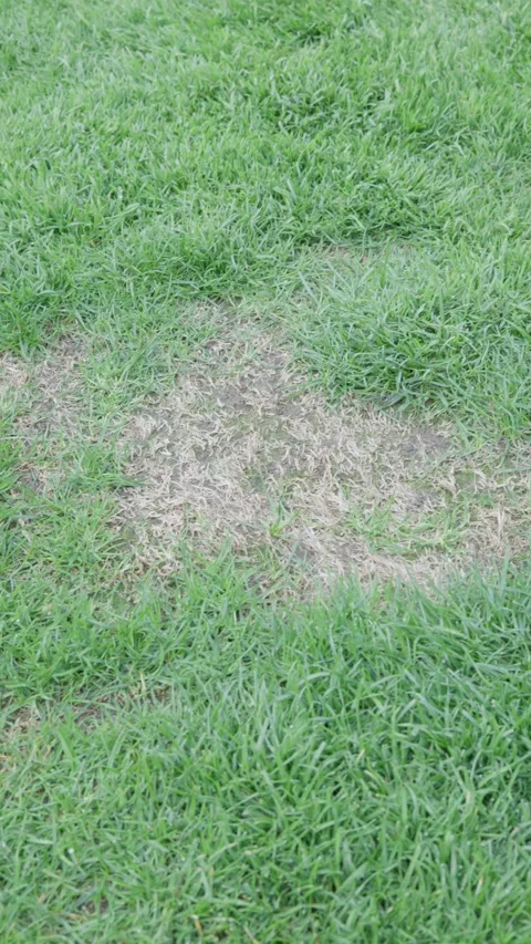 Patchy lawn grass top view for landscaping background with uneven green turf and Stock Footage 338036555