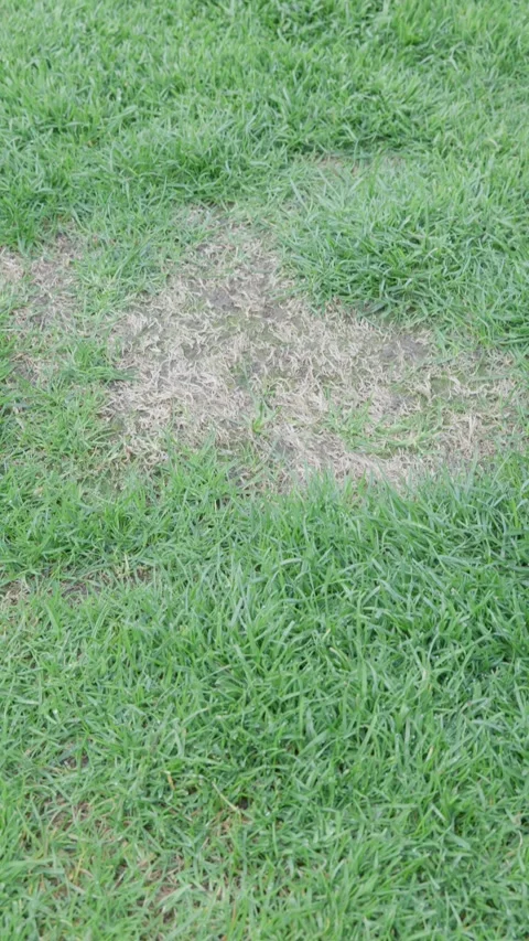 Patchy lawn grass vertical top view for landscaping background with uneven green Stock Footage 338036558