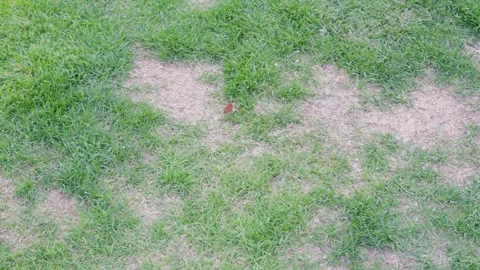 Patchy lawn with large dry areas among green grass. Garden maintenance concept Stock Footage 333142422