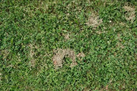 Patchy lawn texture with green grass clover and dried brown vegetation viewed 写真素材