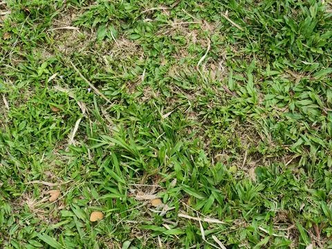 Patchy lawn texture with sparse areas in top view 스톡 사진