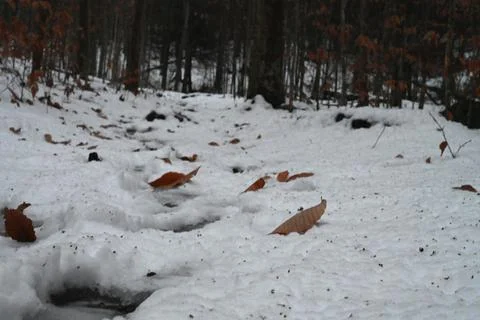 Patchy Snow with Scattered Leaves Stock Photos