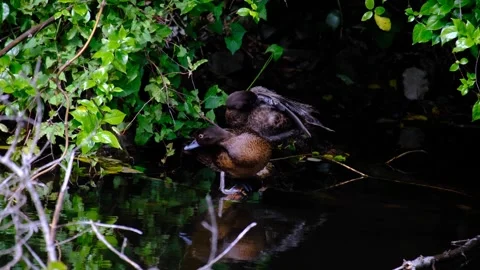 Pāteke brown teal dabbing ducks grooming cleaning feathers at lake Wellington Stock Footage 341322953