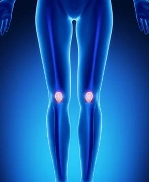 PAtella anatomy Stock Illustration