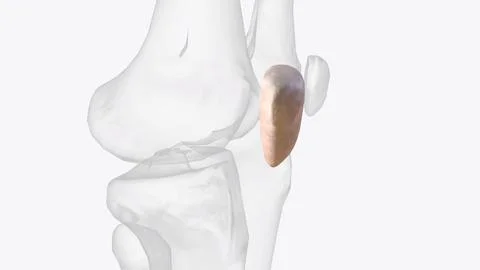 The patella is the largest sesamoid bone in the human Stock Illustration