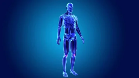 Patella with Skeleton boidy Stock Footage 81448177