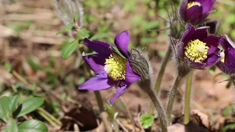 Paterpolings of sleep-grass in the spring forest. Video stock 195993041