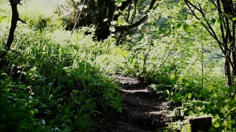 Path-1 Stock-Footage 5521203