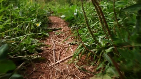 Path-3 Stock-Footage 8606971