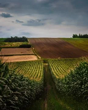 A path across the corn field. Hilly fields of Ponidzie, Poland. Stock Photos