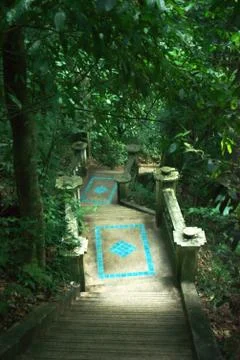 Path across the jungle Stock Photos