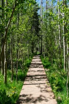 Path along birch trees Stock Photos