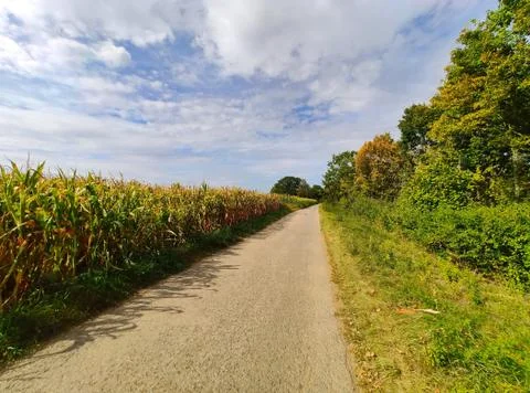 Path along corn field Stock Photos