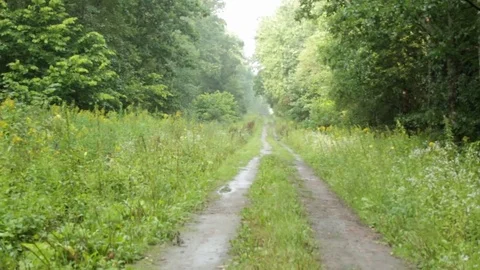 Path along the forest Stock Footage 79770827