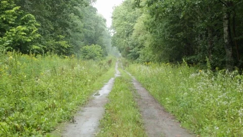 Path along the forest 库存影片 79771007