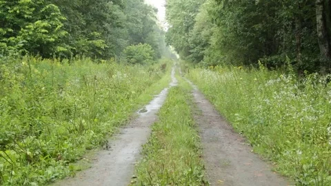 Path along the forest 库存影片 79771086