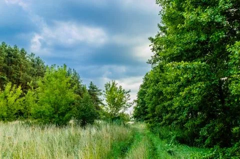 Path along the forest Foto stock