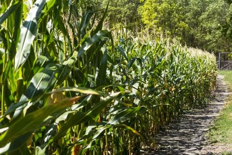 A path along a green cornfield Stock Photos