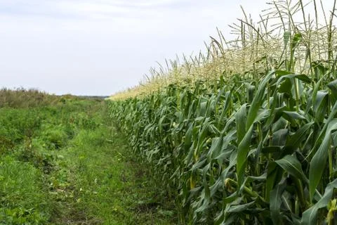 A path along a green cornfield. Stock Photos