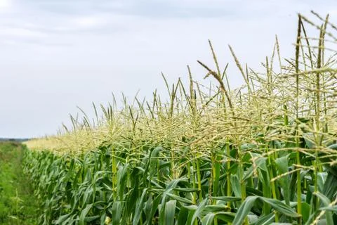 A path along a green cornfield. Stock Photos