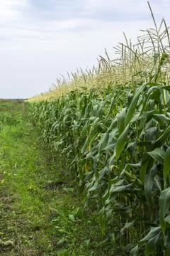 A path along a green cornfield. Stock Photos