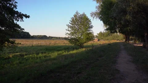 Path Along a Meadow in the Golden Hour Light Stock Footage 339623772