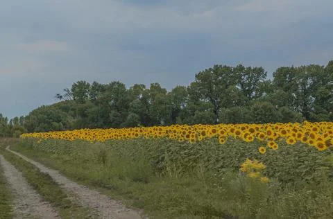 A path along a sunflower field. Stock Photos