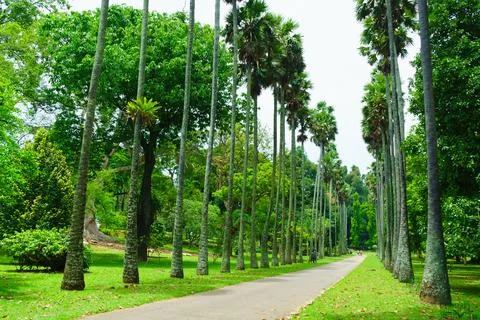 A path along tall palm trees in the garden Stock Photos