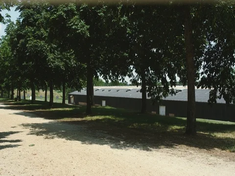 Path along the trees Stock Footage 76905550