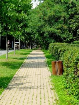 The path along the trees in the park Stock Photos