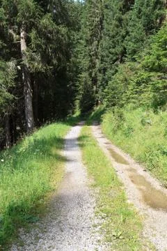 Path on alpine forest Stock Photos
