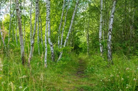 Path amidst birch trees in the bright forest Stock Photos