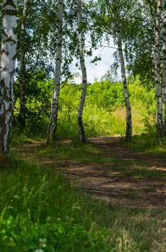 Path amidst birch trees in the forest with roots on the ground Stock Photos