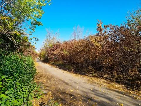 A path among autumn trees Stock Photos