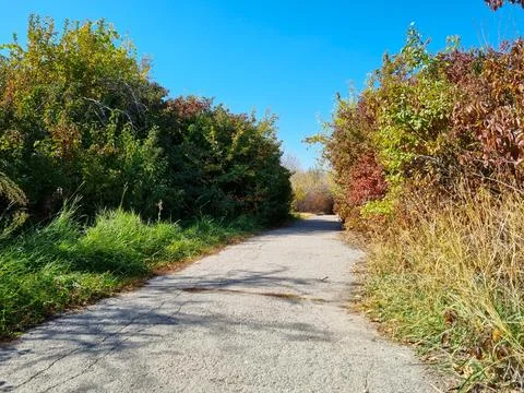 A path among autumn trees Stock Photos