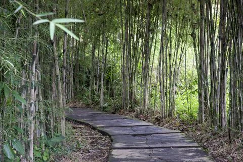 The path among the bamboo plants. Stock Photos