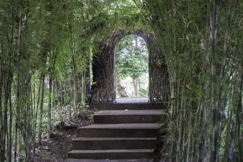 The path among the bamboo plants. Stock Photos