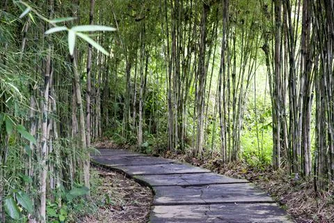 The path among the bamboo plants. Stock Photos