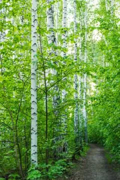 Path among birches in the spring forest Stock Photos