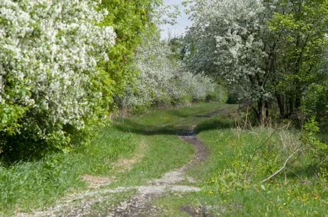 A path among blooming apple trees in a spring park Stock Photos
